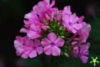 Флокс 'Москвичка' / Phlox 'Moscvichka'