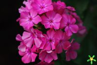 Флокс 'Москвичка' / Phlox 'Moscvichka'