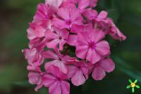 Флокс 'Москвичка' / Phlox 'Moscvichka'