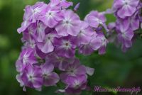 Флокс 'Незнакомец' / Phlox 'Neznakomec'