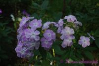 Флокс 'Незнакомец' / Phlox 'Neznakomec'