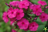 Флокс 'Никки' / Phlox 'Nicky'  (=Dusterlohe)