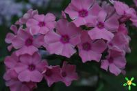 Флокс 'Регина' / Phlox 'Regina'