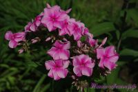 Флокс 'Розовый Районнант' / Phlox 'Rozoviy Rayonnant'