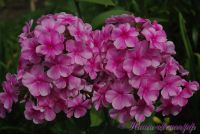 Флокс 'Розовый Районнант' / Phlox 'Rozoviy Rayonnant'