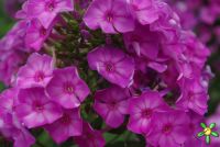 Флокс 'Успех' /  Phlox 'Uspech' ('=Лаура')