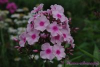 Флокс 'Фессельбаллон' / Phlox 'Fesselballon'