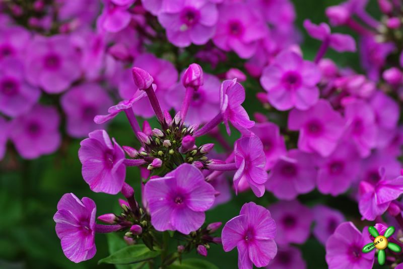 Флокс 'Фондант Фэнси' / Phlox 'Fondant Fancy'