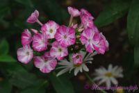 Флокс 'Черри ин милк' / Phlox 'Cherries in Milk'