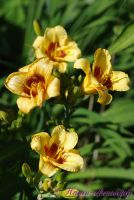 Лилейник 'Колор Стик' / Hemerocallis 'Color Stick'