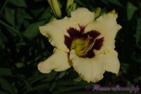 Лилейник 'Мунлайт Маскараде' /  Hemerocallis 'Moonlight Masquerade'