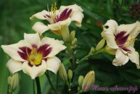 Лилейник 'Мунлайт Маскараде' /  Hemerocallis 'Moonlight Masquerade'