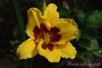 Лилейник 'Олвейс Презент' / Hemerocallis 'Always Present'