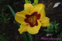 Лилейник 'Олвейс Презент' / Hemerocallis 'Always Present'