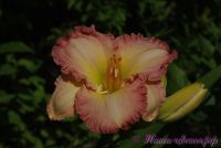 Лилейник 'Фростид Винтаж Раффлс' / Hemerocallis 'Frosted Vintage Ruffles'