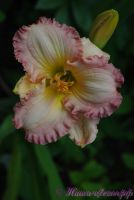 Лилейник 'Фростид Винтаж Раффлс' / Hemerocallis 'Frosted Vintage Ruffles'