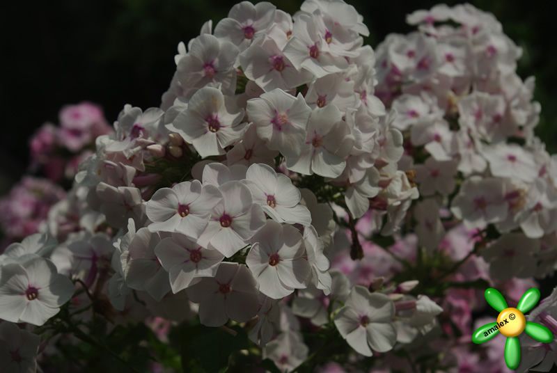 Флокс 'Бесприданница' / Phlox 'Bespridanica'