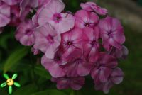 Сеянец флокса 'Жанна' / Phlox Seedling 'Jeanne'