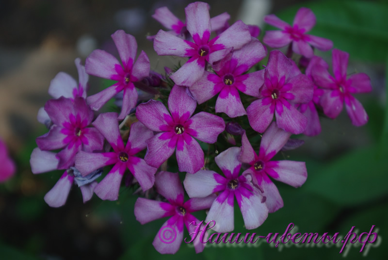 Флокс 'Мельница' / Phlox 'Melnitsa'