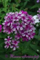 Сеянец флокса 'Мельница' / Phlox Seedling 'Melnitsa'