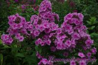 Сеянец флокса 'Розовый Дождь' / Phlox Seedling 'Rozovyi Dogd'