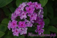 Сеянец флокса 'Семицветик' / Phlox Seedling 'Semizvetik'