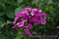 Сеянец флокса 'Таганский' / Phlox Seedling 'Tagansky'