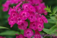 Сеянец флокса 'Торопыжка' / Phlox Seedling 'Toropyzhka'