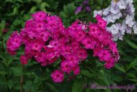 Сеянец флокса 'Торопыжка' / Phlox Seedling 'Toropyzhka'