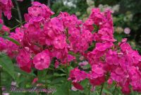 Сеянец флокса 'Факир' / Phlox Seedling 'Fakir'