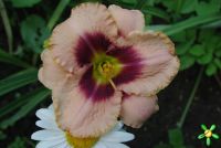 Лилейник 'Авесом Блоссом' / Hemerocallis 'Awesome Blossom'