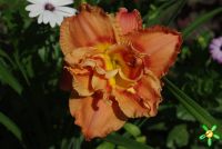 Лилейник 'Конго Корал' /  Hemerocallis 'Congo Coral'