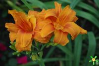 Лилейник 'Кондилла' / Hemerocallis 'Condilla'