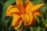 Лилейник 'Кондилла' / Hemerocallis 'Condilla'