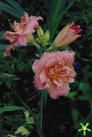 Лилейник 'Лейси Дойли' / Hemerocallis  'Lacy Doily'