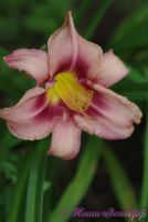 Лилейник 'Лонгфилдс Пепл Ай' / Hemerocallis 'Longfields Purple Eye'