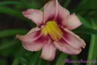 Лилейник 'Лонгфилдс Пепл Ай' / Hemerocallis 'Longfields Purple Eye'