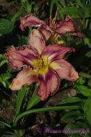 Лилейник 'Милдрейт Митчел' / Hemerocallis 'Mildred Mitchell'