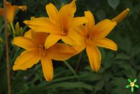 Лилейник 'Нортон Оранж' / Hemerocallis 'Norton Orange'