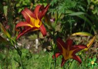 Лилейник 'Отум Ред' / Hemerocallis 'Autuumn Red'