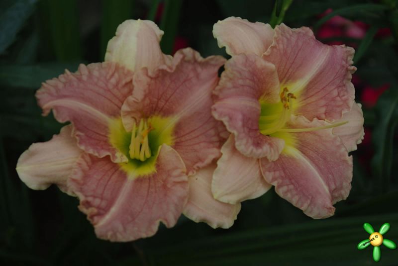 Лилейник 'Романтик Роуз' / Hemerocallis 'Romantik Rose'