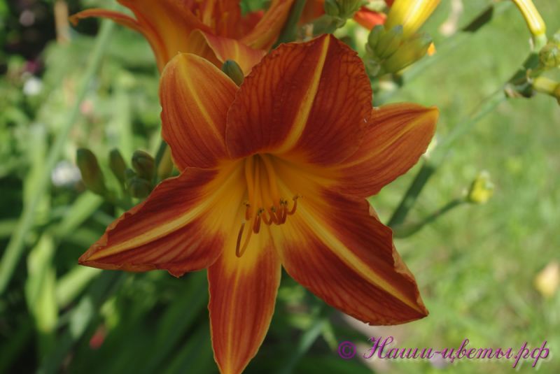 Лилейник 'Холидей Муд' / Hemerocallis 'Holiday Mood'