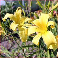 Лилейник 'Эмералд Айсл' / Hemerocallis 'Emerald Isle'