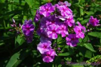 Флокс 'Андрейка' / Phlox 'Andrejka' (вар. "Ярославна")