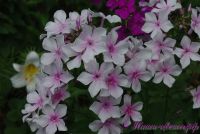 Флокс 'Маруся' / Phlox 'Marusya'