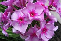 Флокс 'Чюрлёнис' / Phlox 'Churlonis'