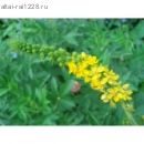Репешок