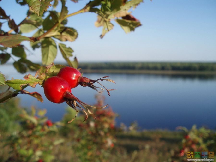Шиповник. Сушеные ягоды (100 гр.)