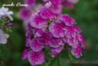 Флокс 'Венец' / Phlox 'Venec'