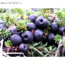 Шикша ( дорогая трава)